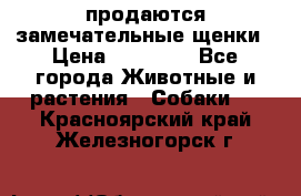 продаются замечательные щенки › Цена ­ 10 000 - Все города Животные и растения » Собаки   . Красноярский край,Железногорск г.